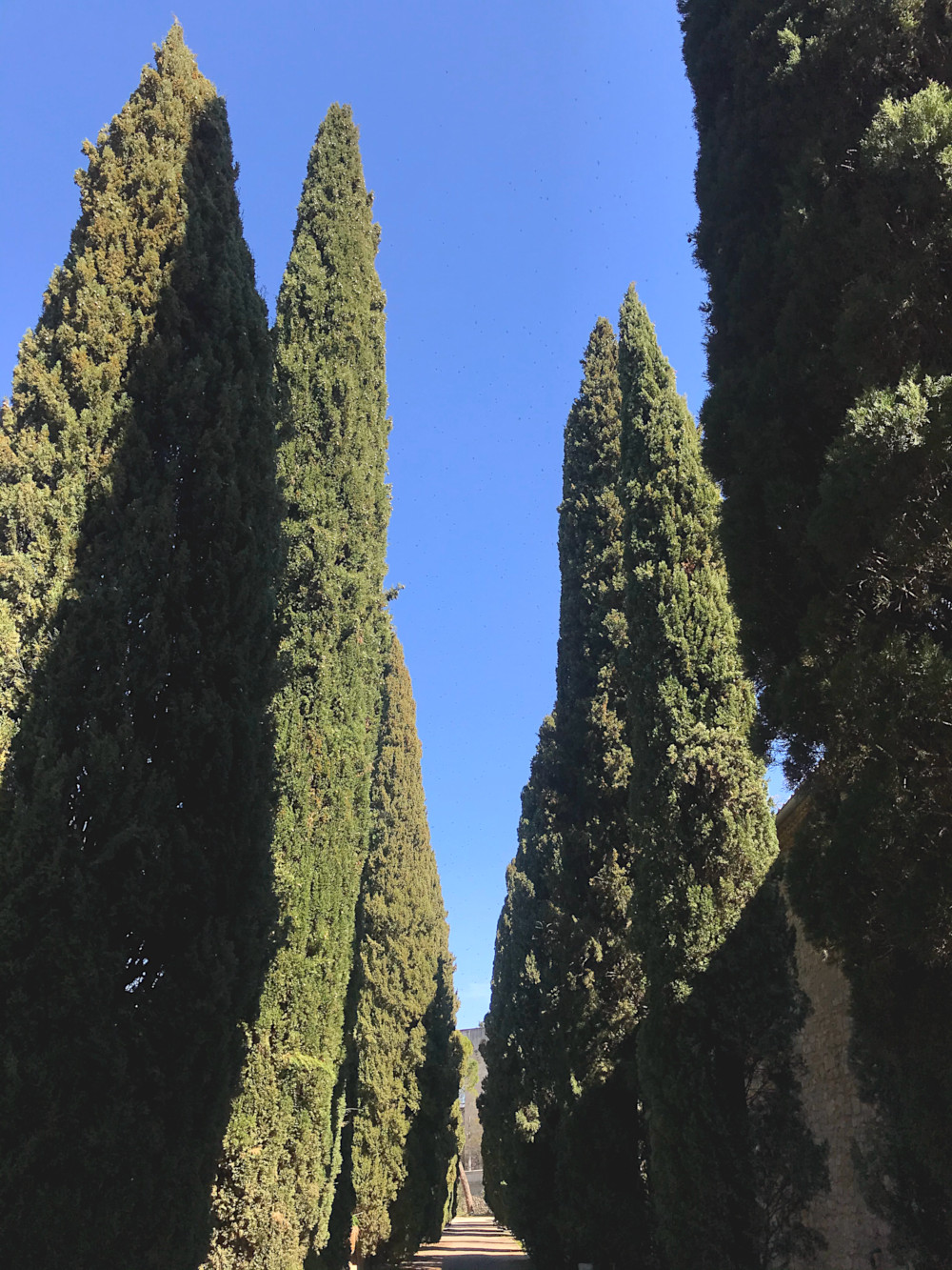 Jardin des Plantes de Montpellier