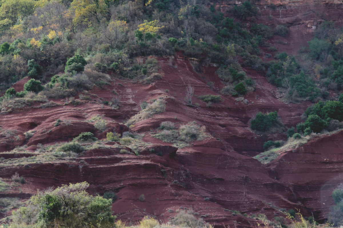 Ruffes au Lac du Salagou