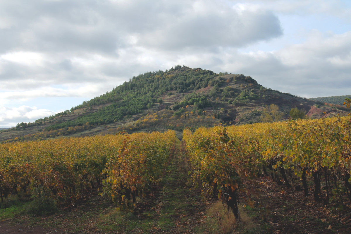 Vignes au Lac du Salagou