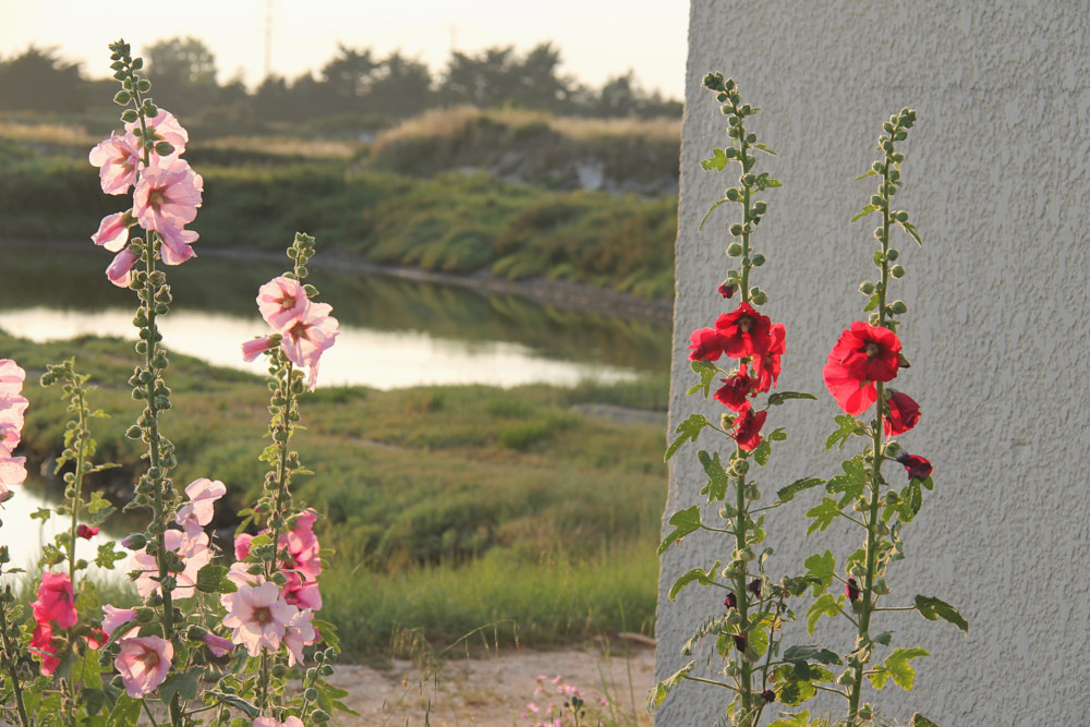 Roses Trémières vers L'Île de Nôle à Bourcefranc-le-Chapus