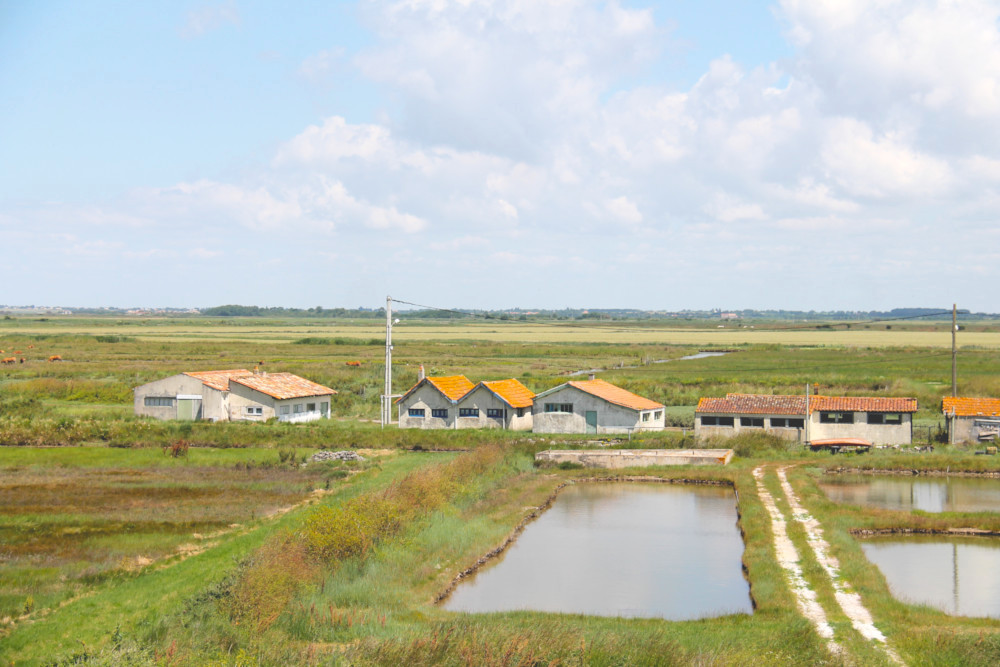 Marais de Brouage