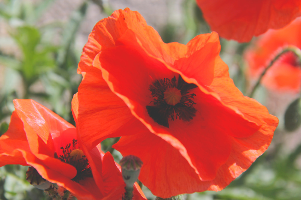 Le Vieux-Chapus à Bourcefranc-le-Chapus