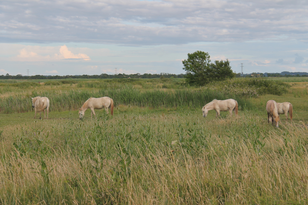 Marais de Brouage