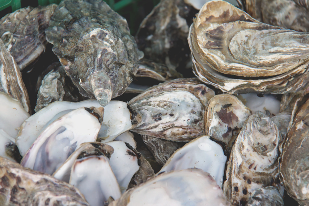 Huîtres au Port du Chapus à Bourcefranc-le-Chapus
