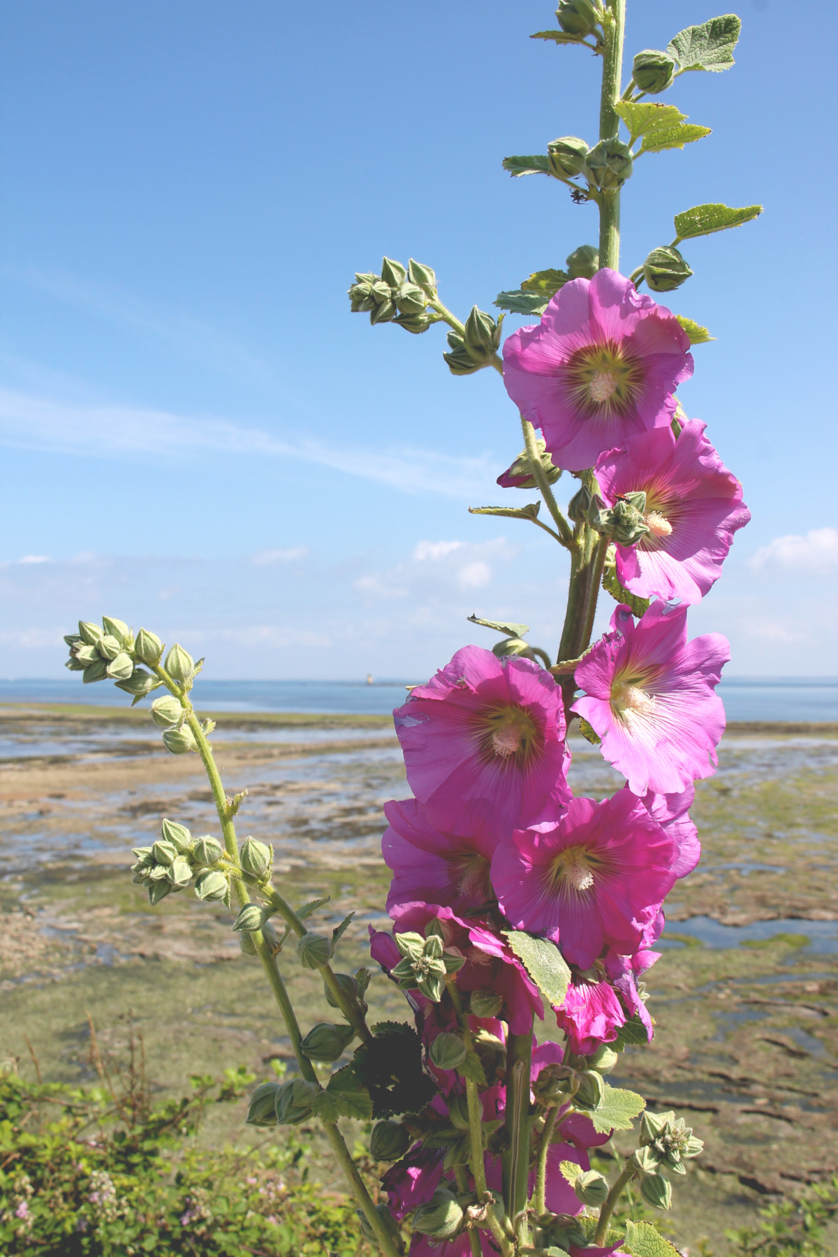 Rose trémière à Saint-Denis-d'Oléron