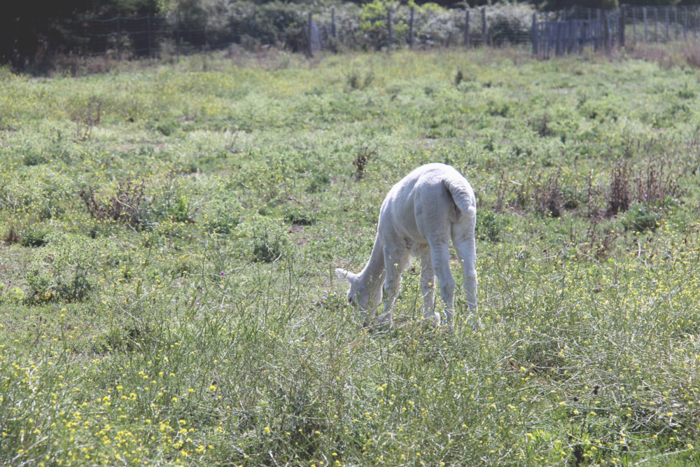 Saint-Denis-d'Oléron - Ile d'Oléron