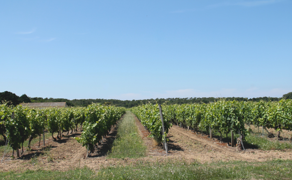Domino - Ile d'Oléron