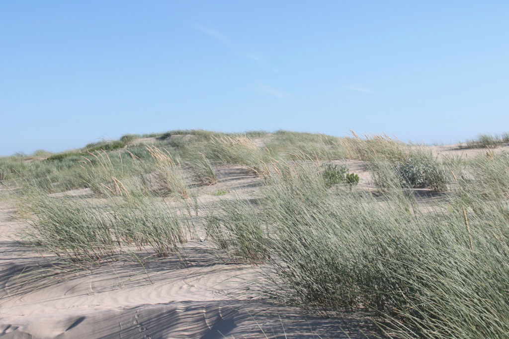 Plage de Gatseau- Ile d'Oléron
