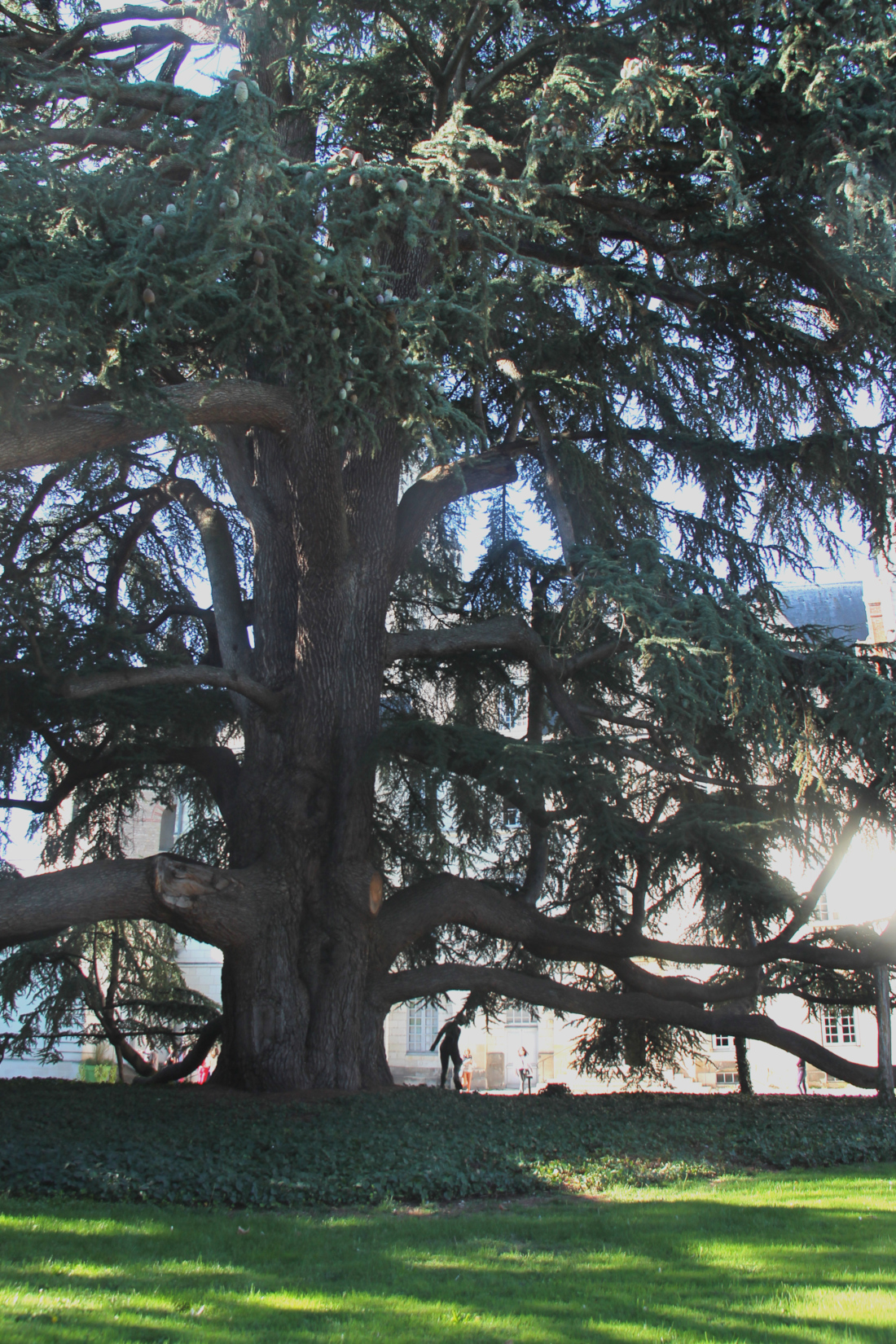 Musée des Beaux-Arts de Tours