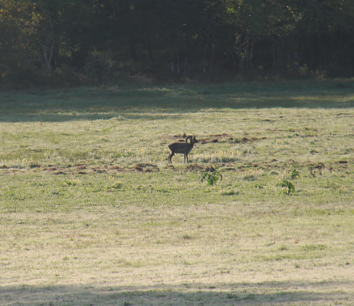 Le brame du cerf au château de Chambord