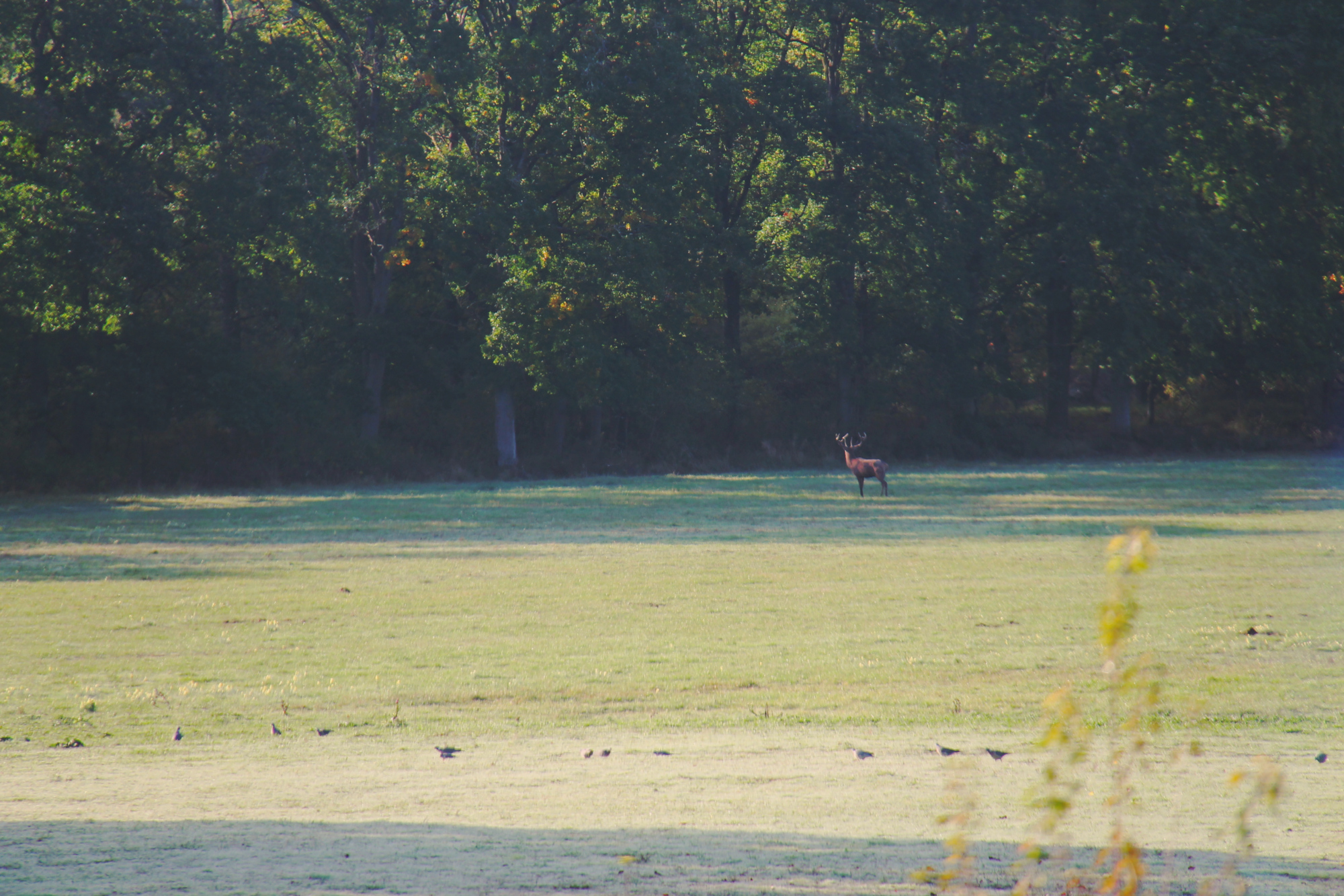 Le brame du cerf au château de Chambord