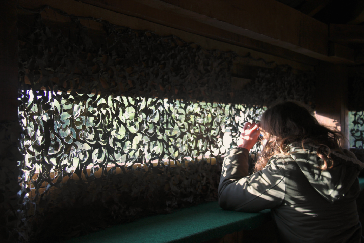 Le brame du cerf au château de Chambord