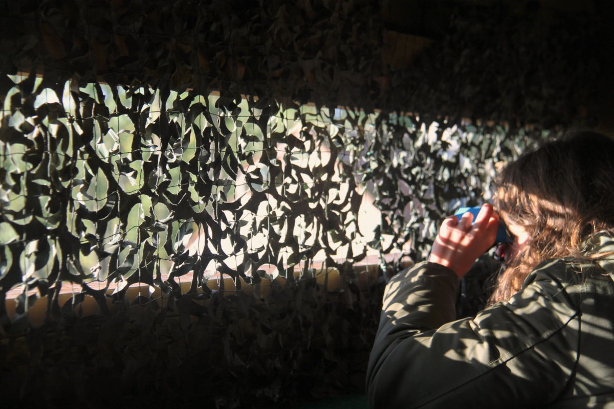 Le brame du cerf au château de Chambord