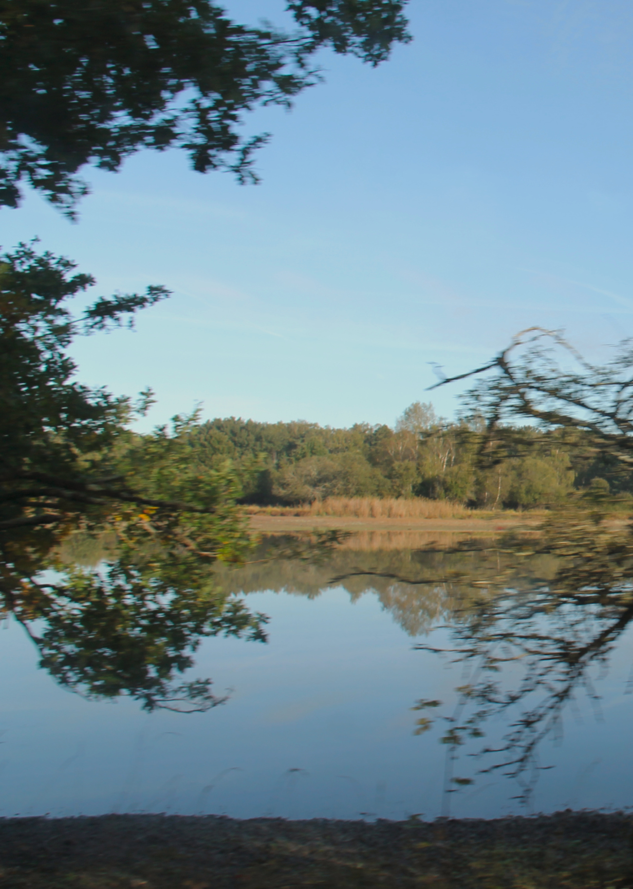 Etang au domaine de Chambord