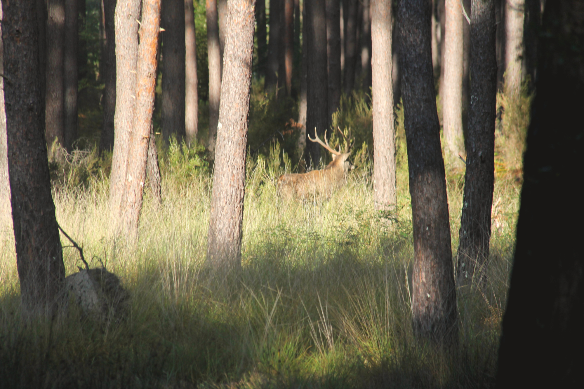 Cerf au Domaine de Chambord