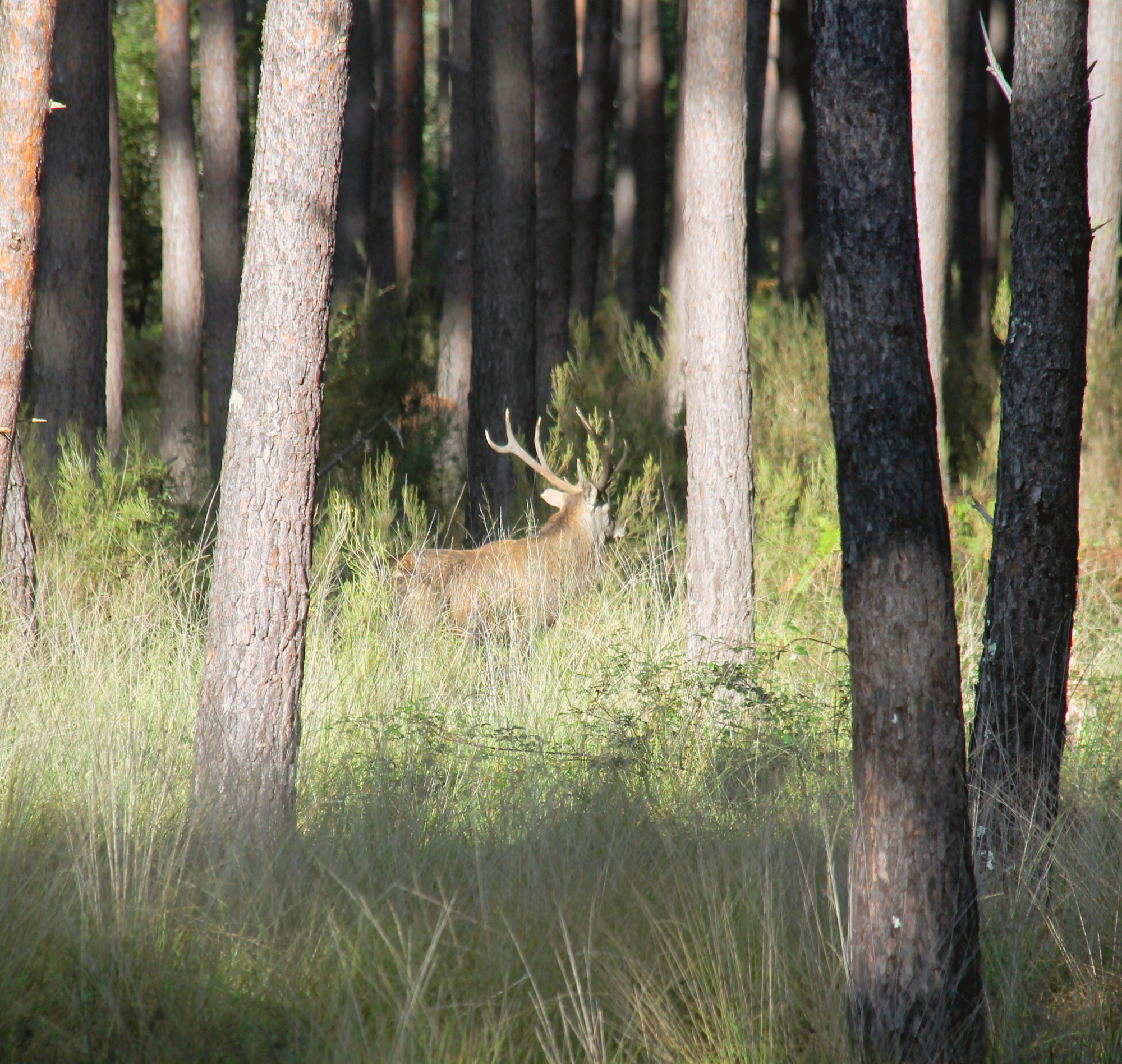 Cerf au Domaine de Chambord