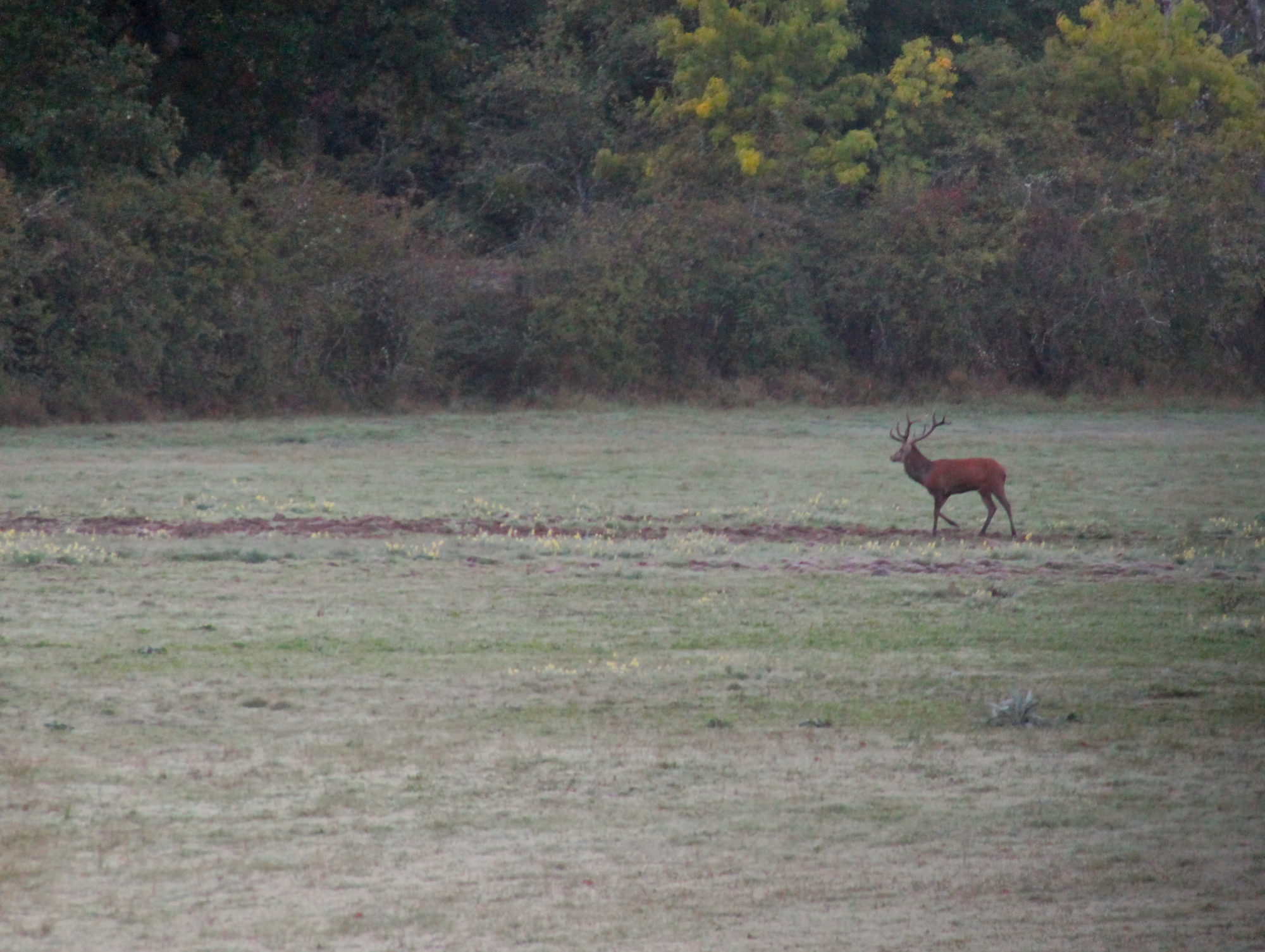 Le brame du cerf au château de Chambord