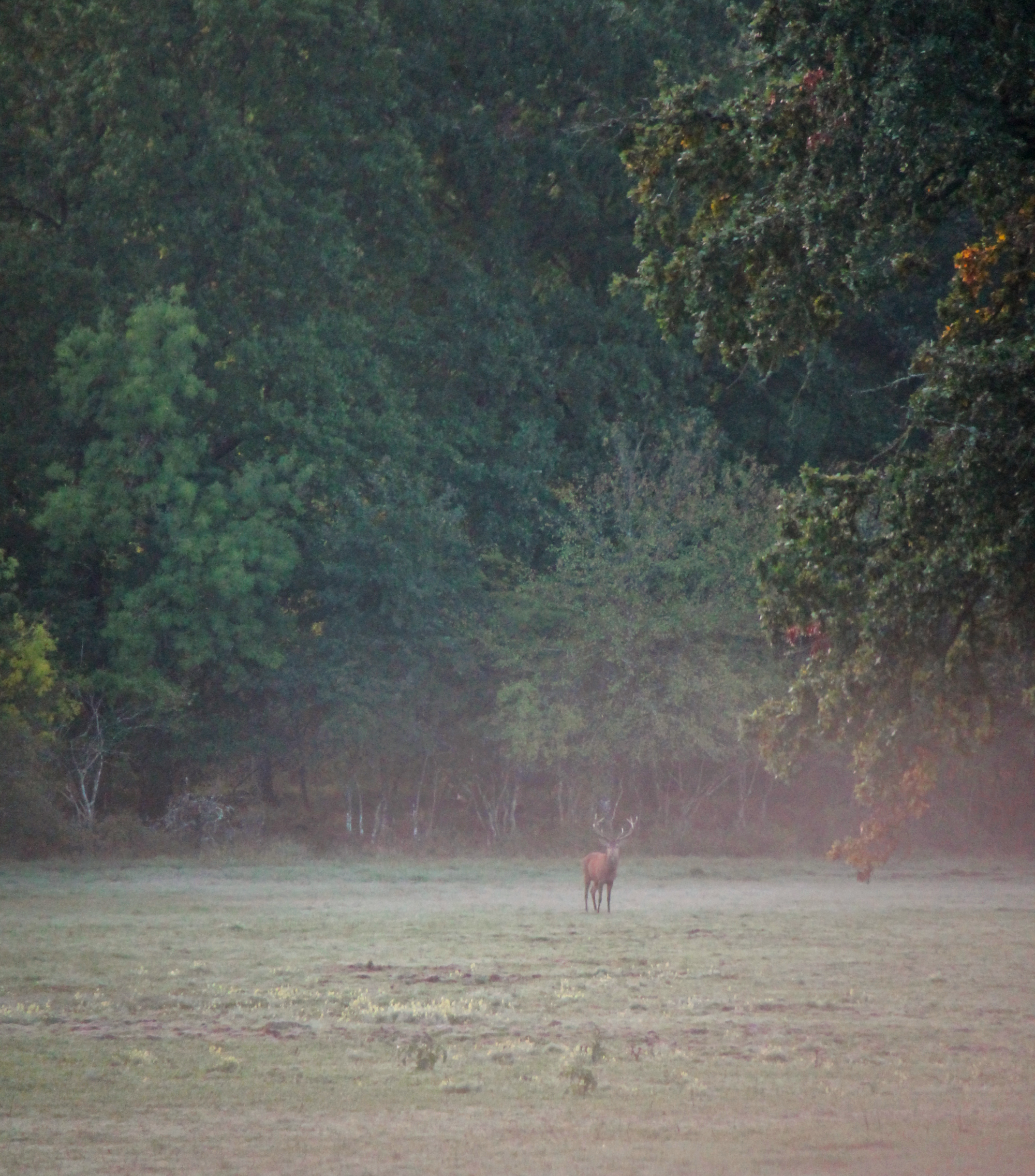 Le brame du cerf au château de Chambord
