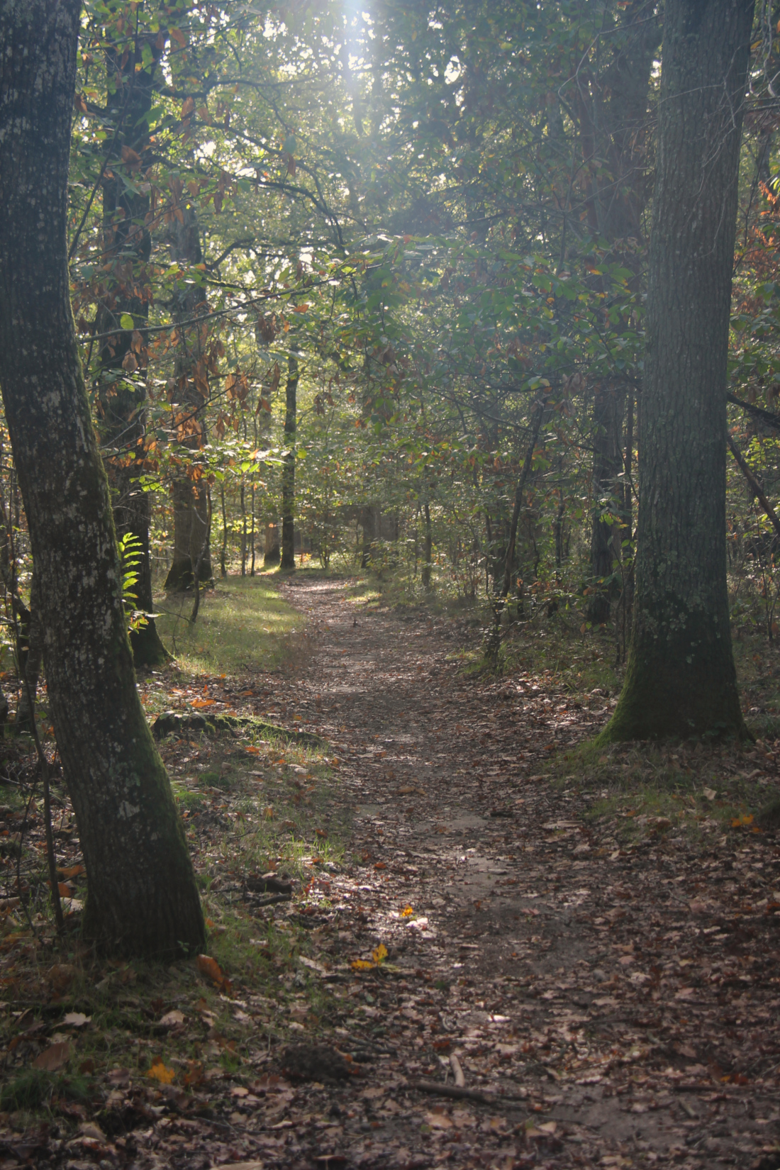 Forêt du Domaine de Chambord