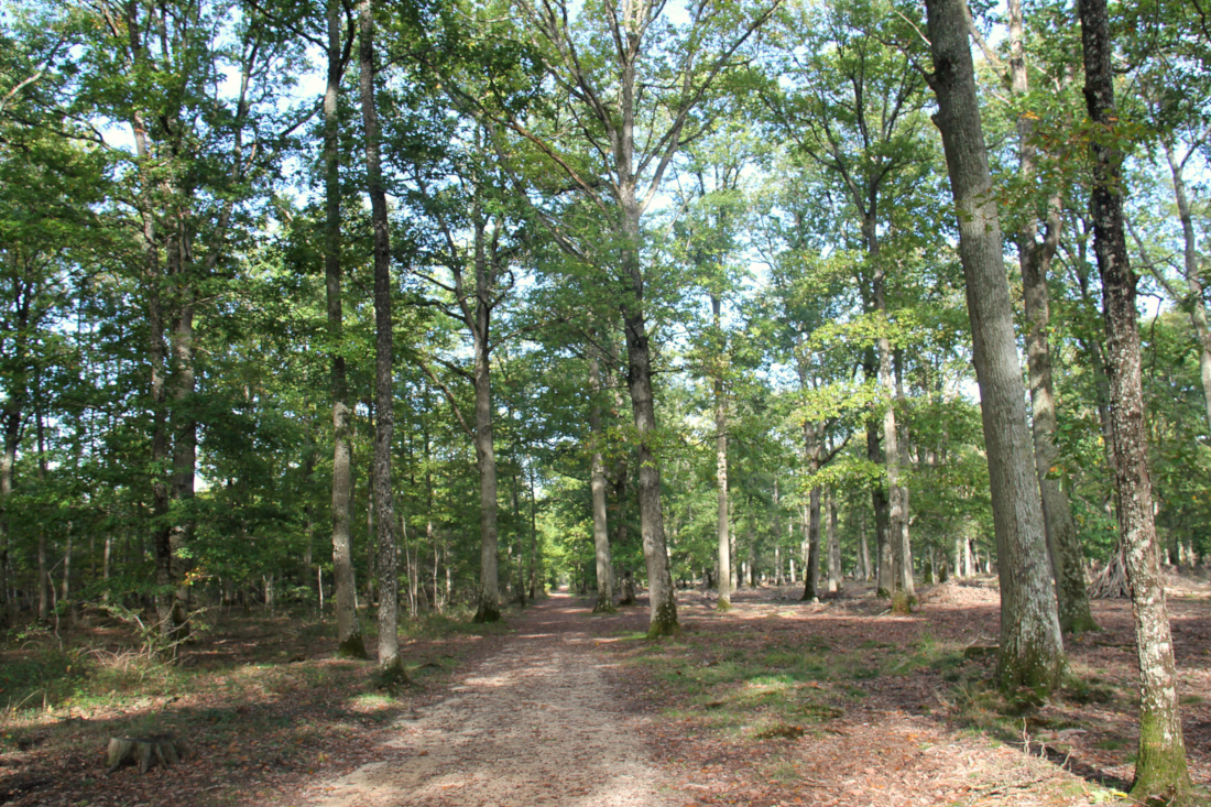 Forêt du Domaine de Chambord