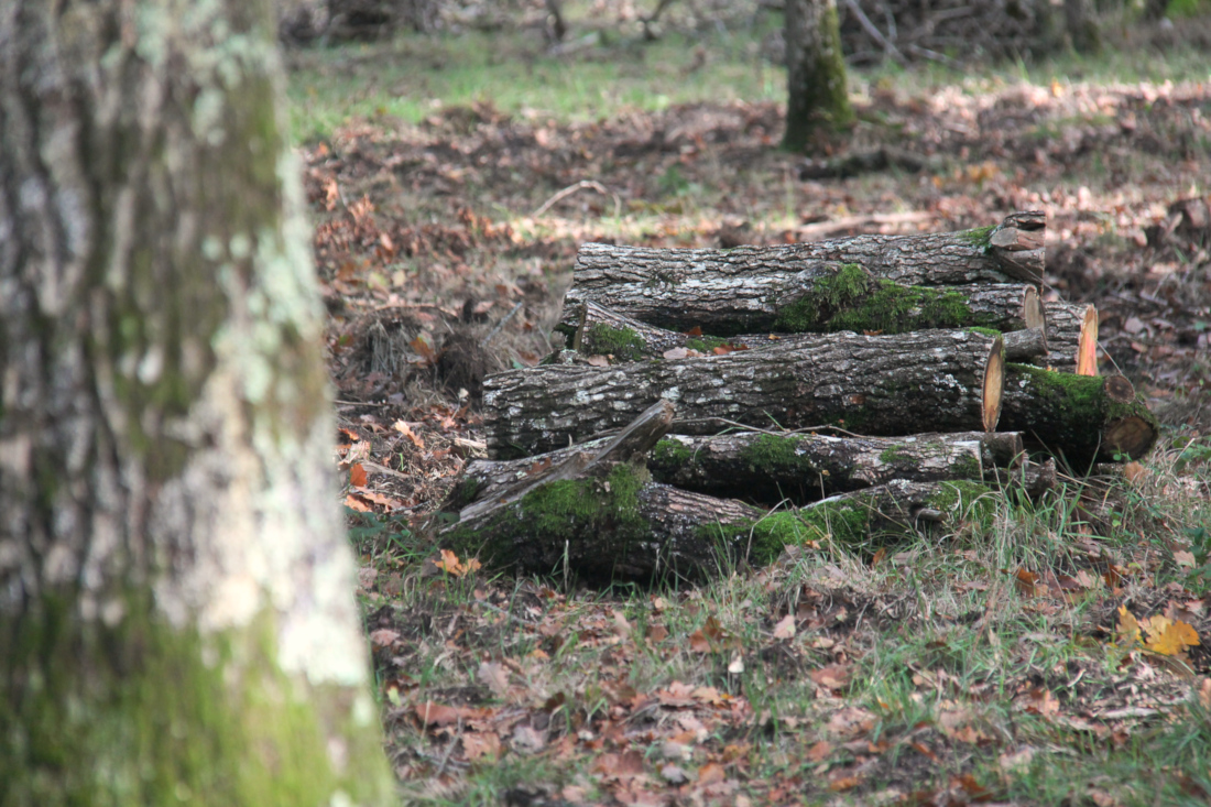 Forêt du Domaine de Chambord