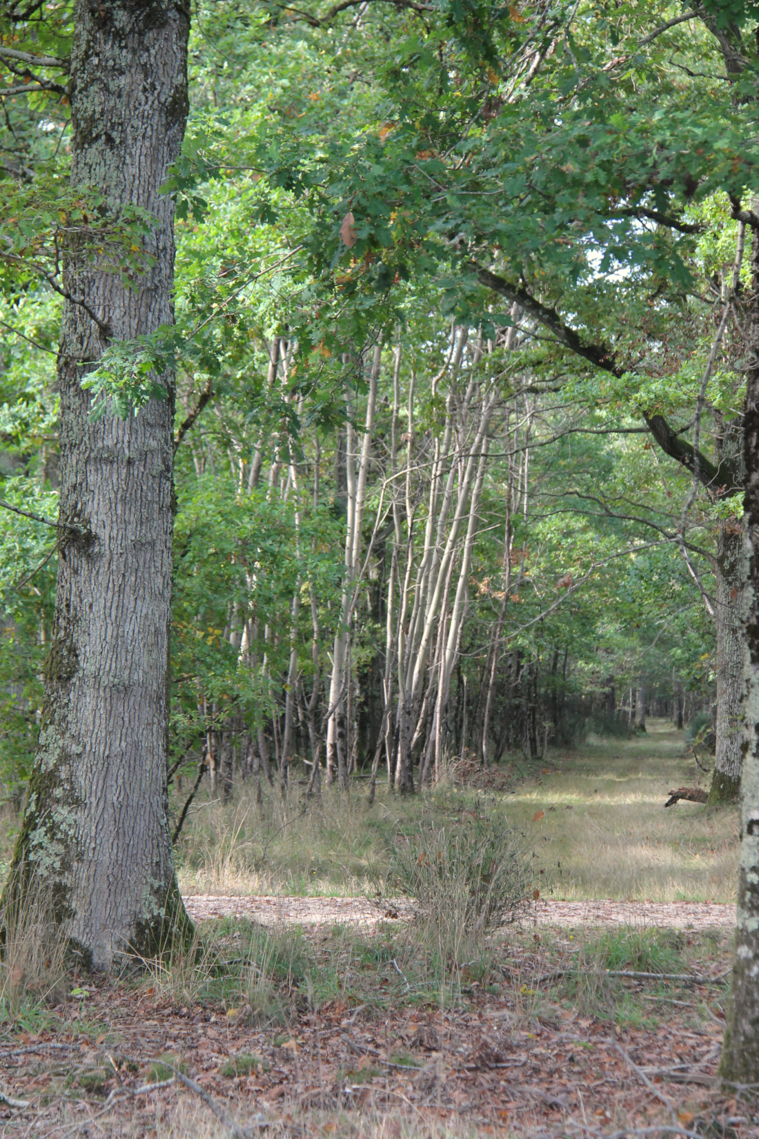 Forêt du Domaine de Chambord