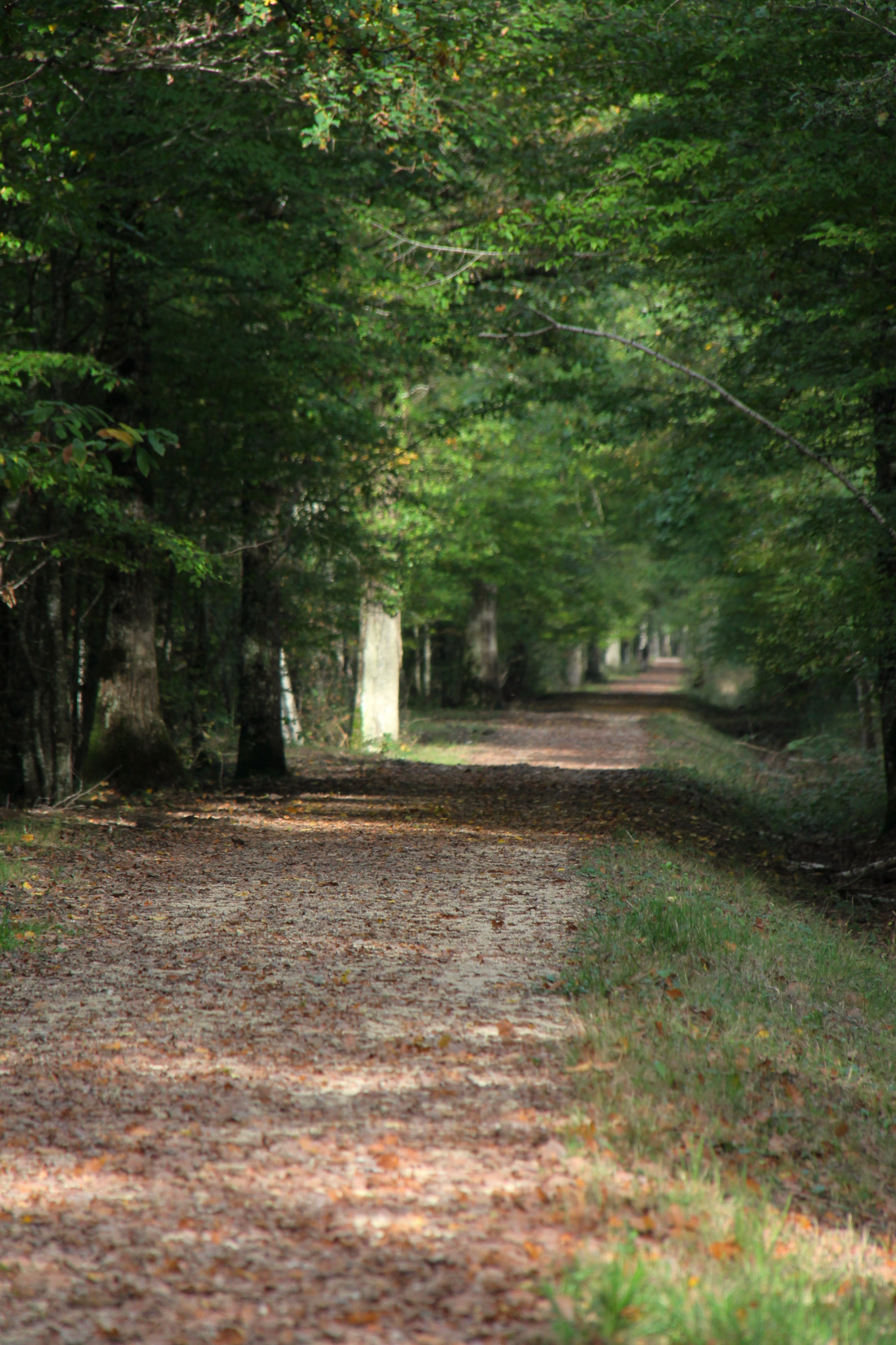 Forêt du Domaine de Chambord